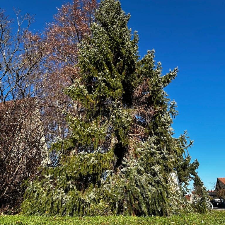 Der Weihnachtsbaum im Ulmer Stadtteil Wiblingen ist für einige Stadträte und Bürger zu hässlich und soll deswegen weg.
