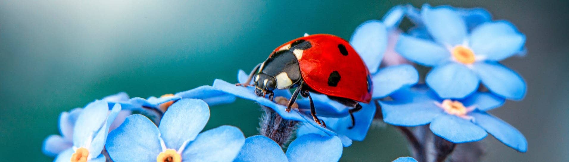 Das ist keine Stinkwanze, sondern ein Marienkäfer mit rotem Panzer und schwarzen Punkten. Er sitzt auf einer Blüte.