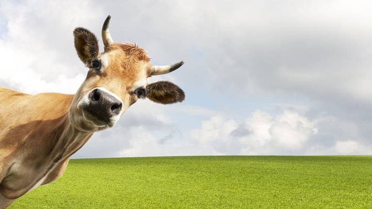 Kuh steht auf Weide und schaut suess 