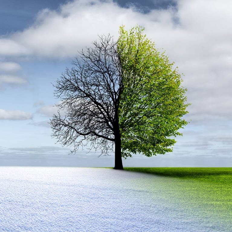 Baum im Winter und Sommer