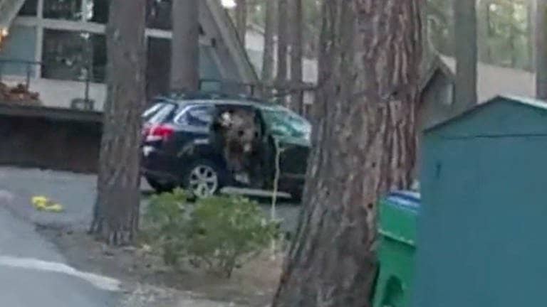 Geschafft: Der Schwarzbär entkommt aus dem Auto.