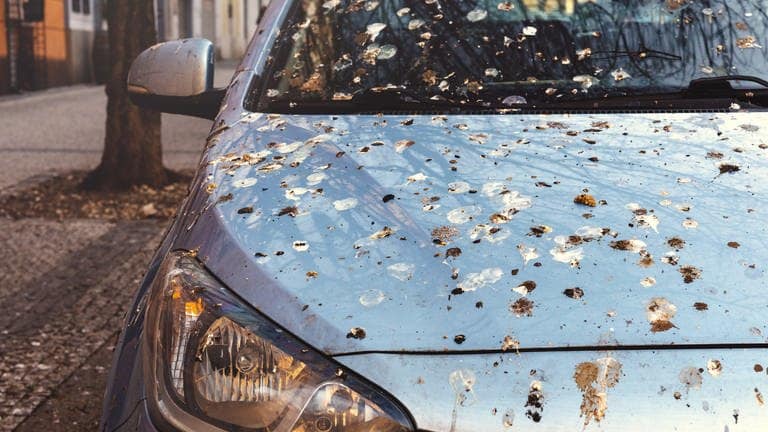 Eine Auto voller Vogelkot auf dem Lack steht auf der Straße. Wir geben Tipps, wie sich der Vogelkot schnell und einfach vom Auto entfernen lässt und ihr so den Lack wieder reinigt.