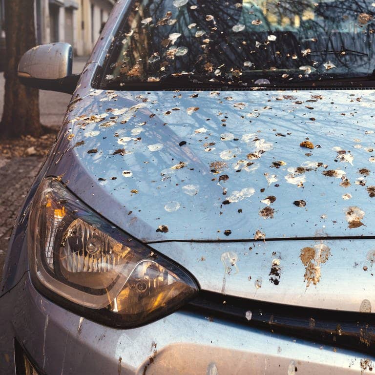 Eine Auto voller Vogelkot auf dem Lack steht auf der Straße. Wir geben Tipps, wie sich der Vogelkot schnell und einfach vom Auto entfernen lässt und ihr so den Lack wieder reinigt. (Foto: Adobe Stock, czitrox)