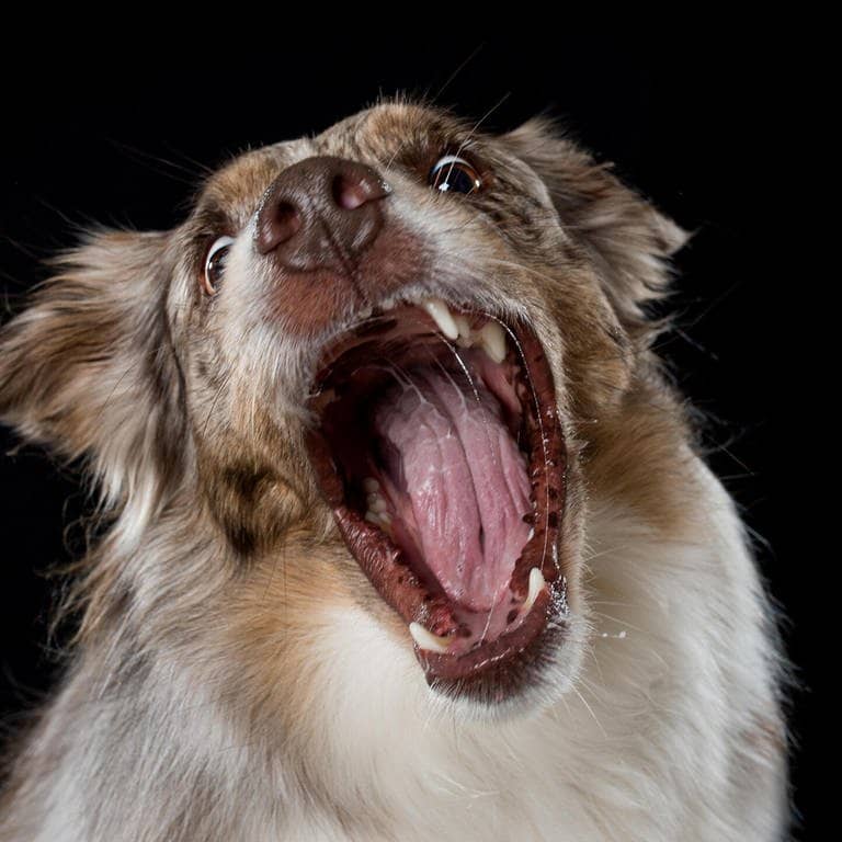 Die Tierdocs: Hund ist aggressiv (Foto: picture-alliance / Reportdienste, Judith Dzierzawa)