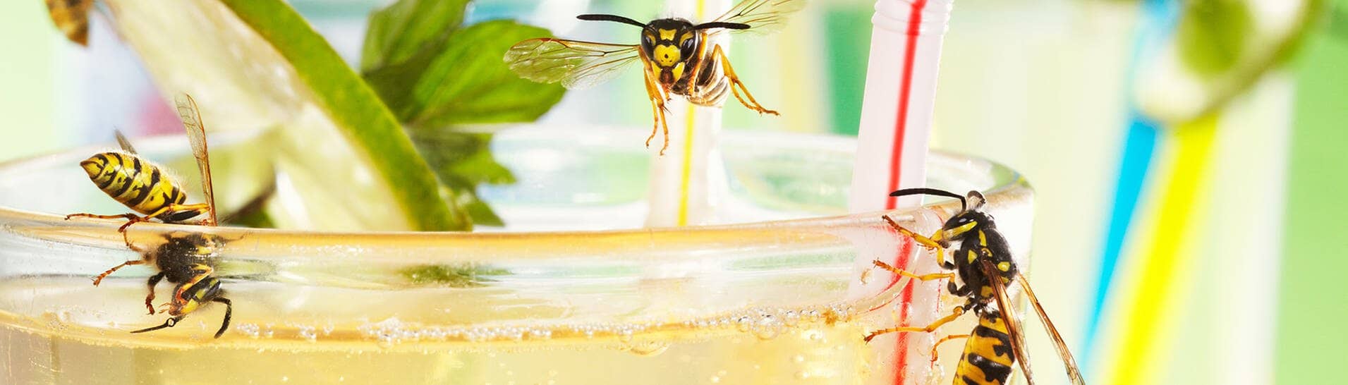 Wespen im Sommer-Drink