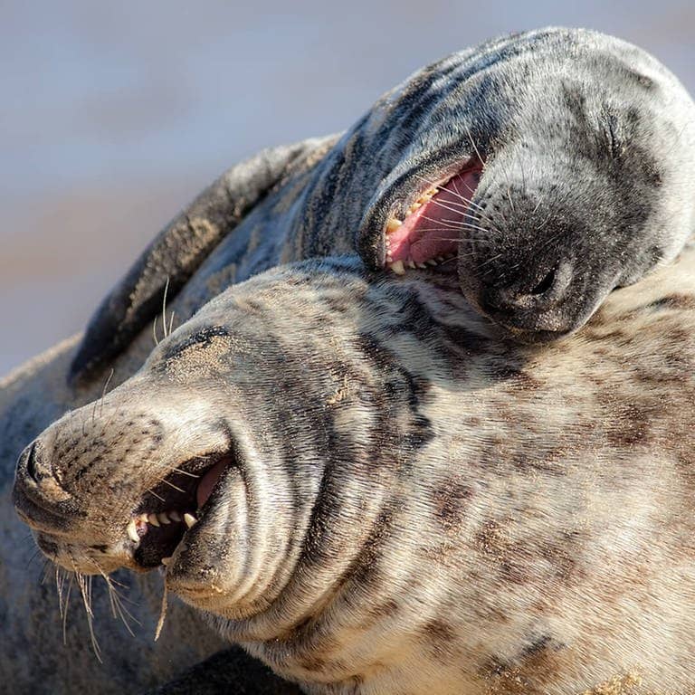 Zwei schmusende Robben scheinen zu lachen