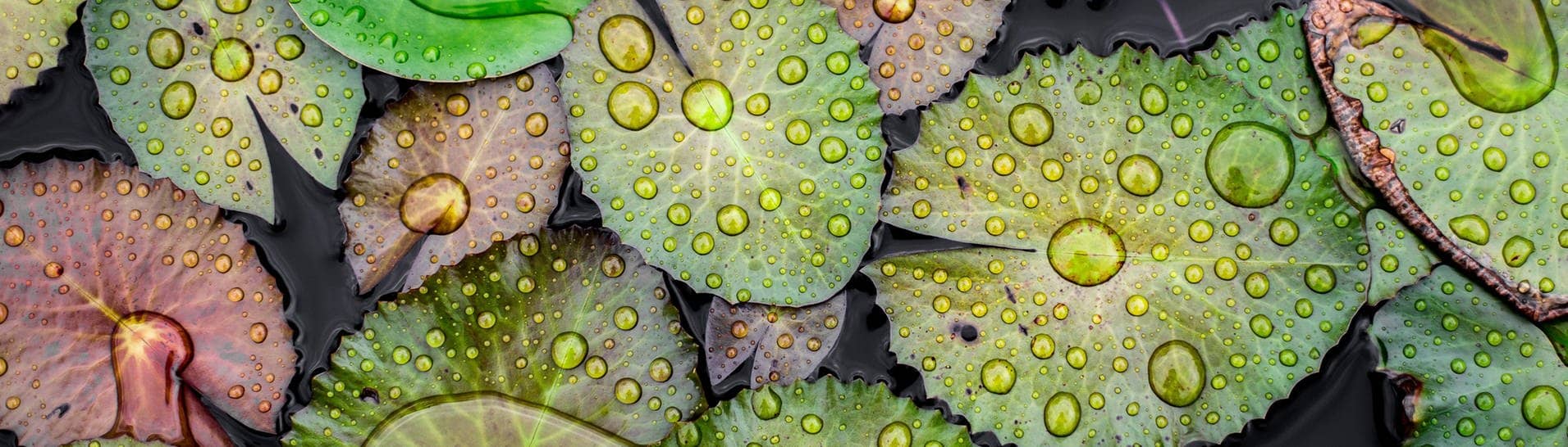 Wassertropfen auf Lotos-Blättern