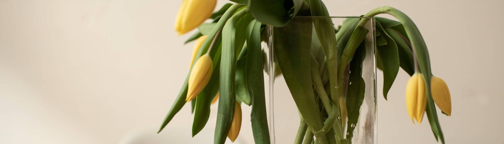 Tulpen in der Vase lassen den Kopf hängen