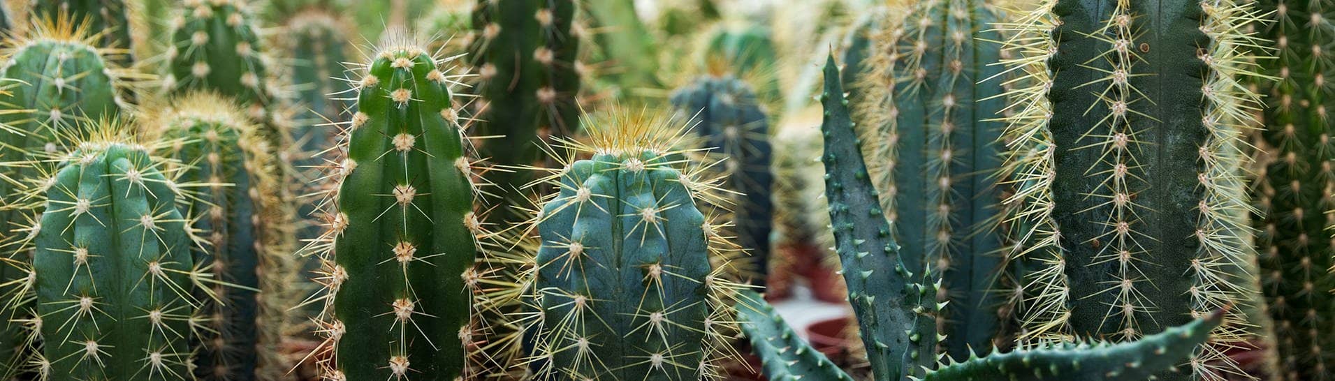 Kaktus-Garten (Foto: Adobe Stock, Emoji Smileys People)