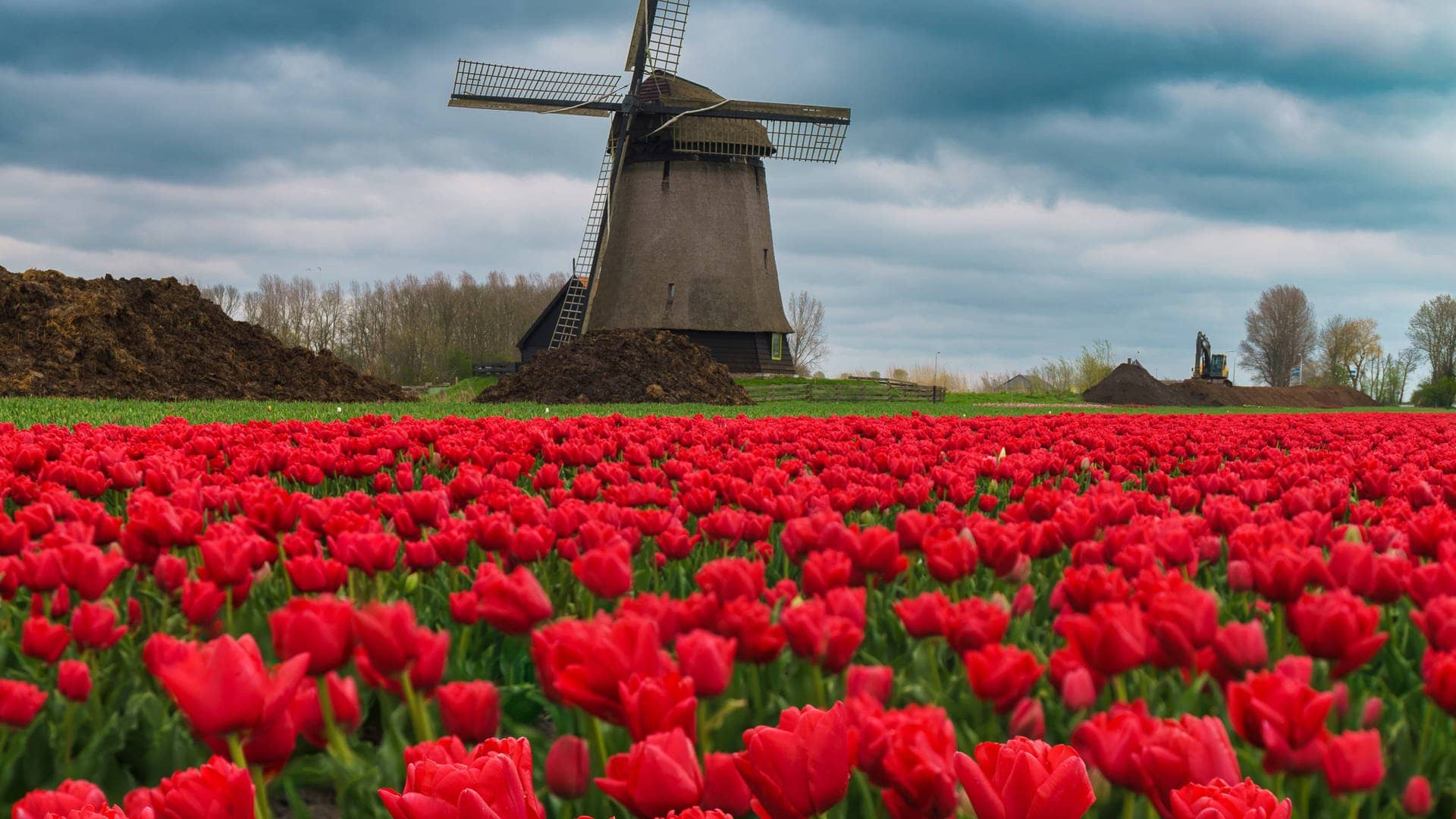 Rote Tulpen werden von Menschen mit einer Rot-Grün-Schwäche im Frühling anders gesehen.