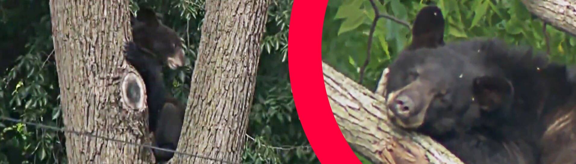 Sreenshot aus Video von CBS Evening News: Der junge Bär sitzt in einem Baum in Washington. Collage SWR