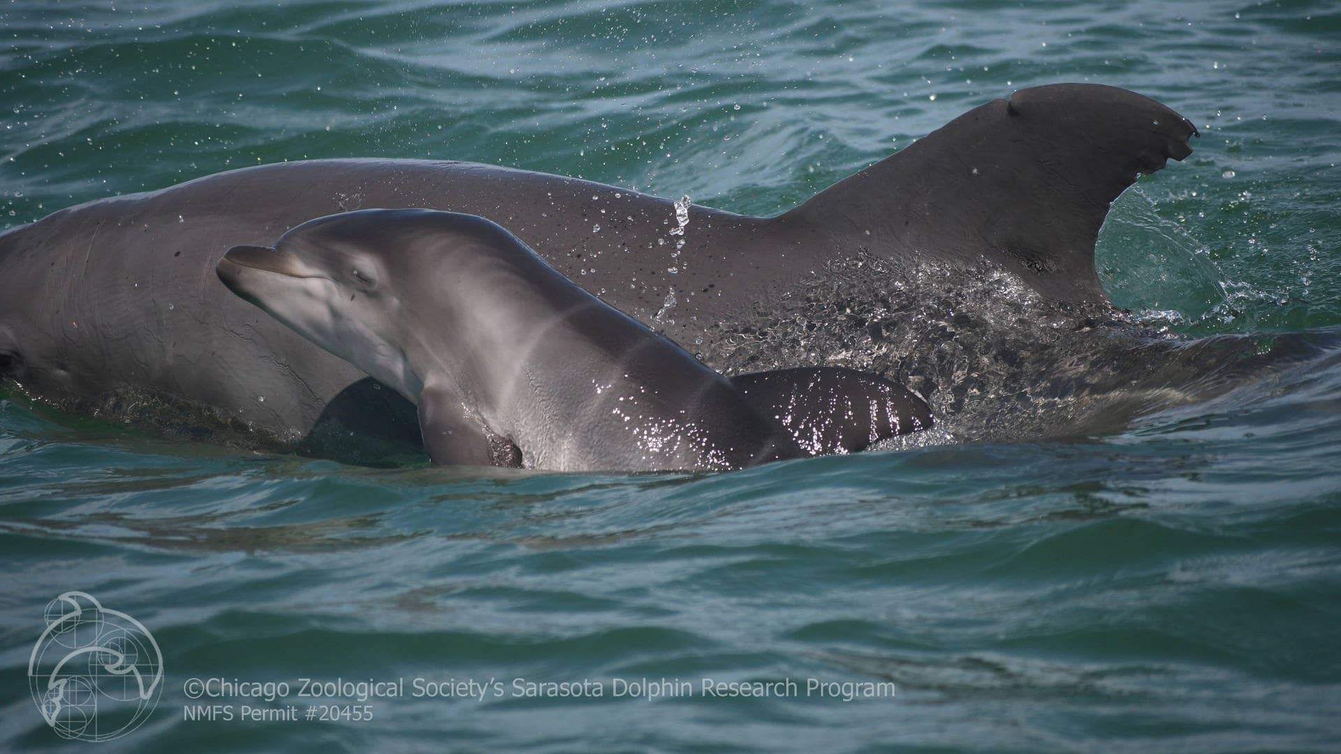 Ein Großer Tümmler mit seinem Kalb im Sarasota Bay in Florida. Delfine sprechen auch in Babysprache mit ihren Jungen. 