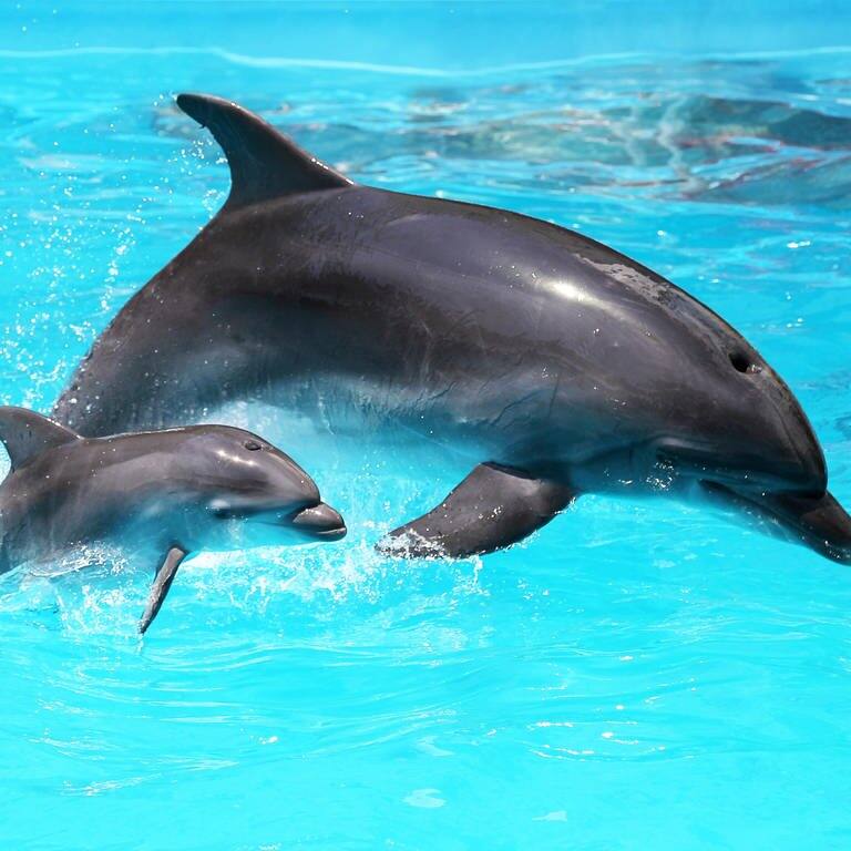 Eine Delfin-Mutter mit ihrem Jungen im Wasser. Delfine nutzen offenbar genau wie Menschen Babysprache, um mit ihren Kleinen zu kommunizieren. 