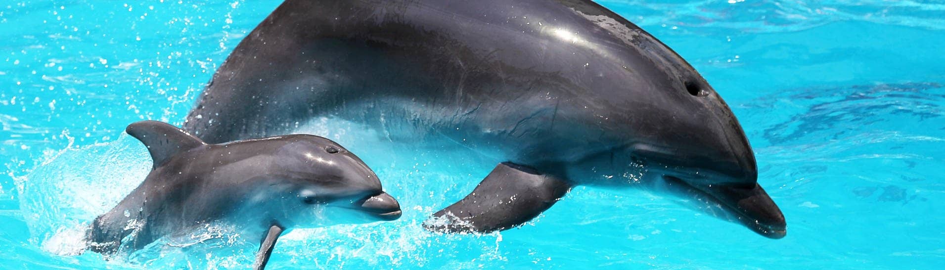 Eine Delfin-Mutter mit ihrem Jungen im Wasser. Delfine nutzen offenbar genau wie Menschen Babysprache, um mit ihren Kleinen zu kommunizieren. 
