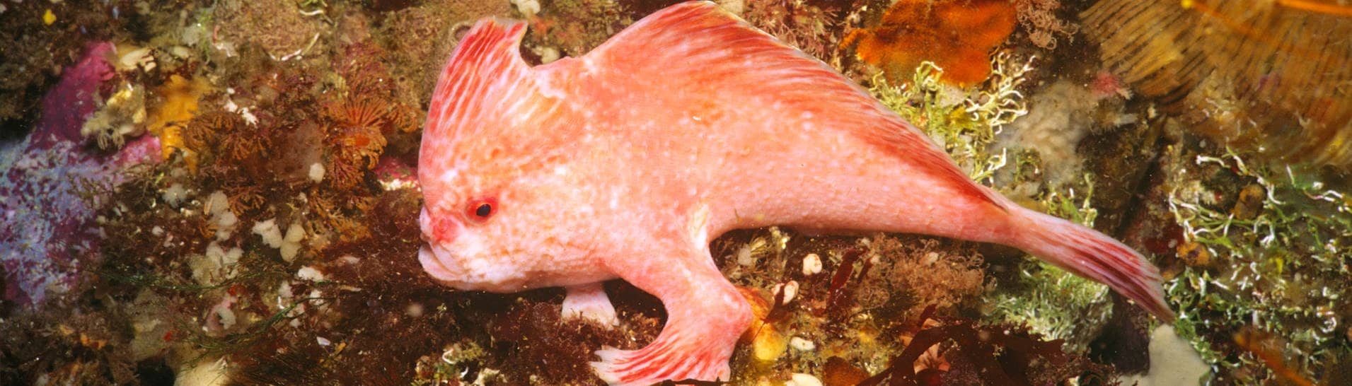 Dieser rosa Handfisch wird bis zu 10 cm lang und ist eine sehr seltene Art. Er hat vorne am Körper Flossen, die wie kleine Hände aussehen.