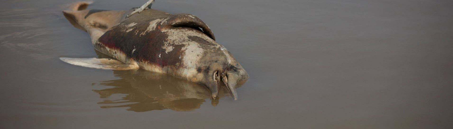 Ein Geier sitzt auf einem toten Delfin im Tefé-See