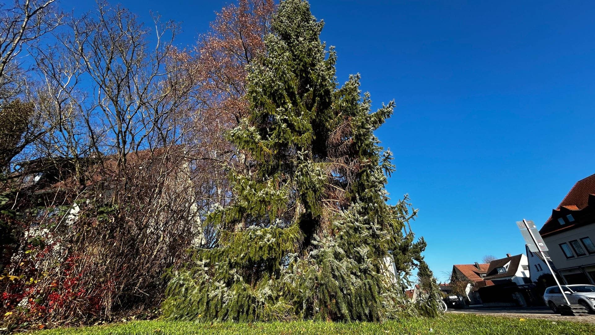Der Weihnachtsbaum im Ulmer Stadtteil Wiblingen ist für einige Stadträte und Bürger zu hässlich und soll deswegen weg.