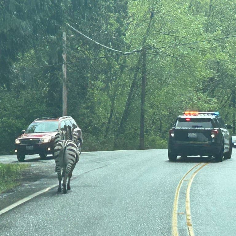 Dieses von der Washington State Patrol zur Verfügung gestellte Foto zeigt ein entkommenes Zebra vor einem Polizeiauto. (Foto: dpa Bildfunk, picture alliance/dpa/Trooper Rick Johnson/Public Information Officer / D2 / King County/X | Washington State Patrol)
