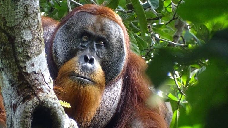Wilder Orang-Utan sitzt in einem Baum