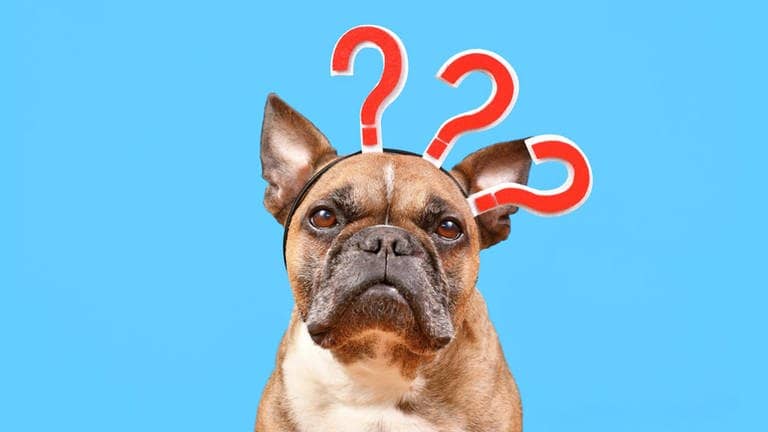 Französische Bulldogge blickt verwirrt drein und hat drei Fragezeichen auf dem Kopf