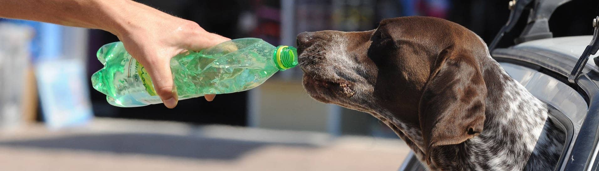 Hund im Auto trinkt Wasser aus einer Flasche