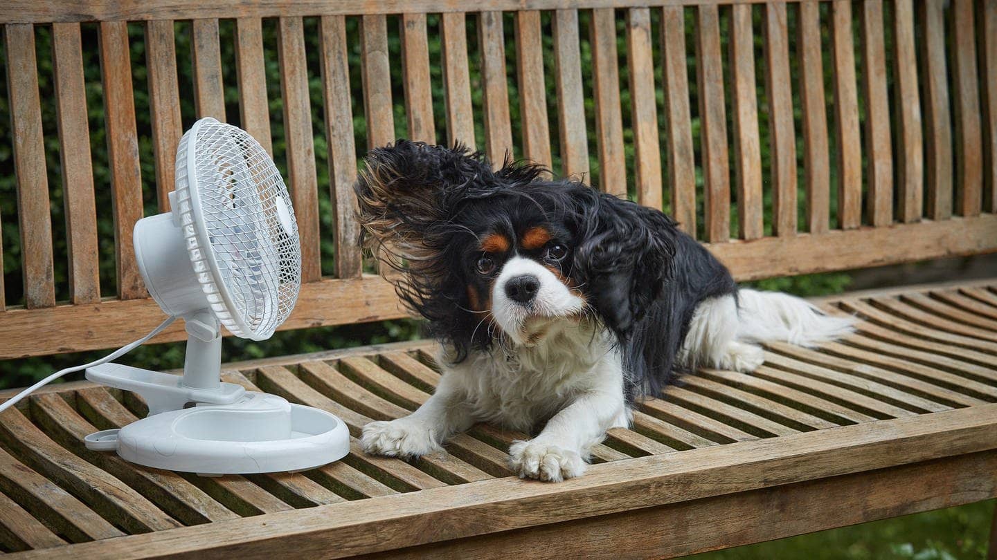 Hund Hitze Ventilator