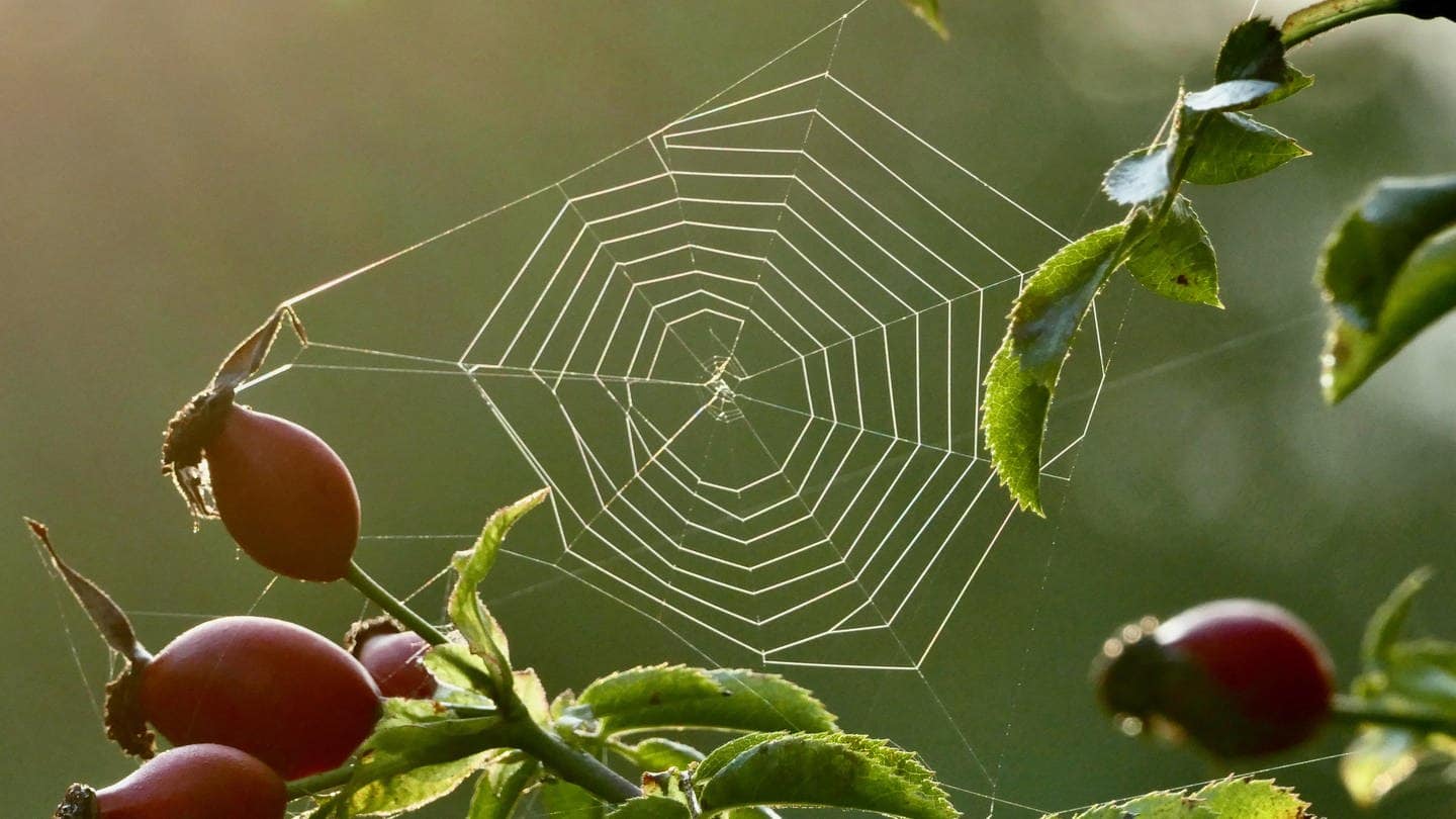 Ein Spinnennetz zwischen den Zweigen einer Hagebutte-Pflanze