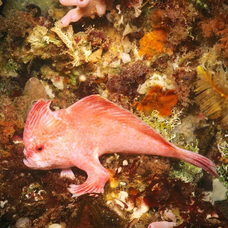 Dieser rosa Handfisch wird bis zu 10 cm lang und ist eine sehr seltene Art. Er hat vorne am Körper Flossen, die wie kleine Hände aussehen. (Foto: IMAGO, IMAGO / agefotostock)