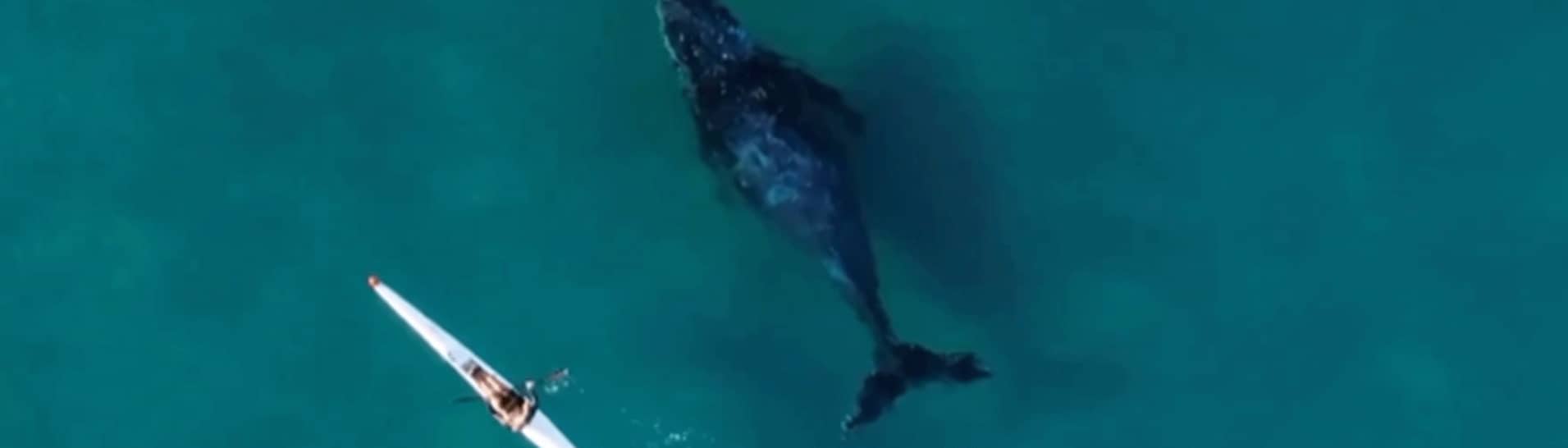 Drohenenaufnahme: Ein Buckelwal schwimmt neben einem Kajak