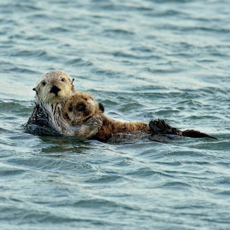 Eine Seeotter-Mama schwimmt im Meer in der Nähe von Morro Bay, Kalifornien. Auf ihrem Bauch liegt ein neugeborenes Otter-Baby.