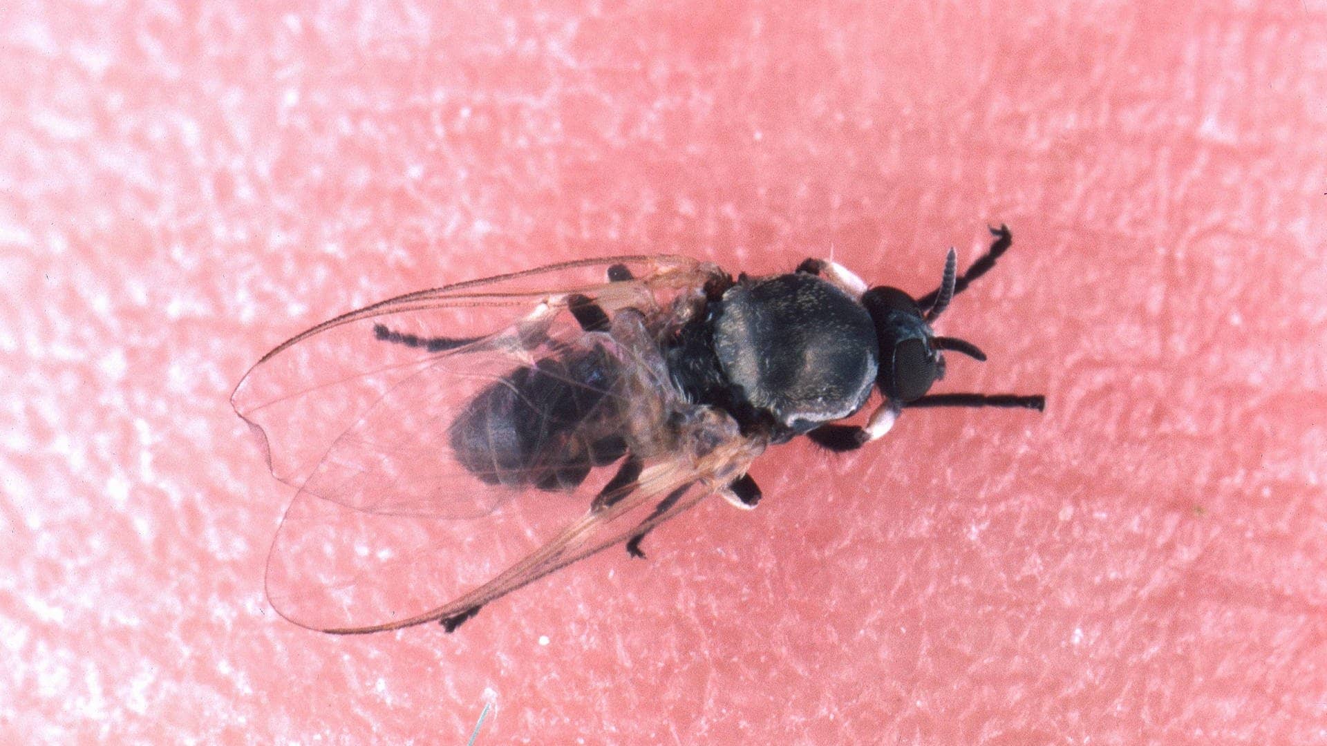 Die Kriebelmücke ähnelt einer schwarzen Fliege mit Beißzähnen