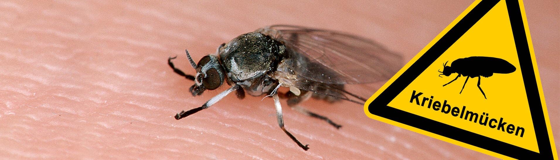 Die Kriebelmücke sitzt auf der Haut - Warnschild. Die kleine Mücke fühlt sich in Deutschland immer wohler. Ihr Stich ist ein Biss. Hier erfährst du, was du dagegen tun kannst.