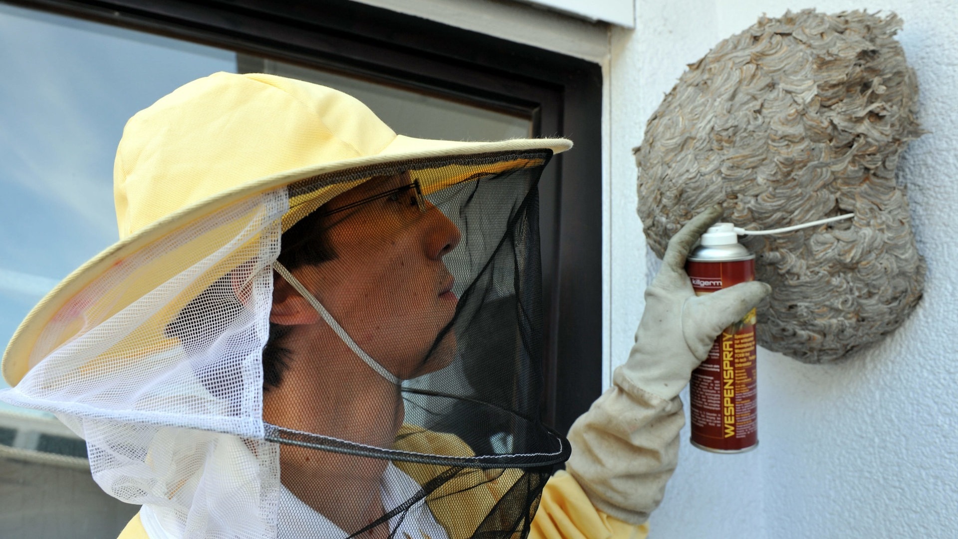 Schädlingsbekämpfer besprüht Wespennest mit Gift (Foto: dpa Bildfunk, picture-alliance/ dpa)