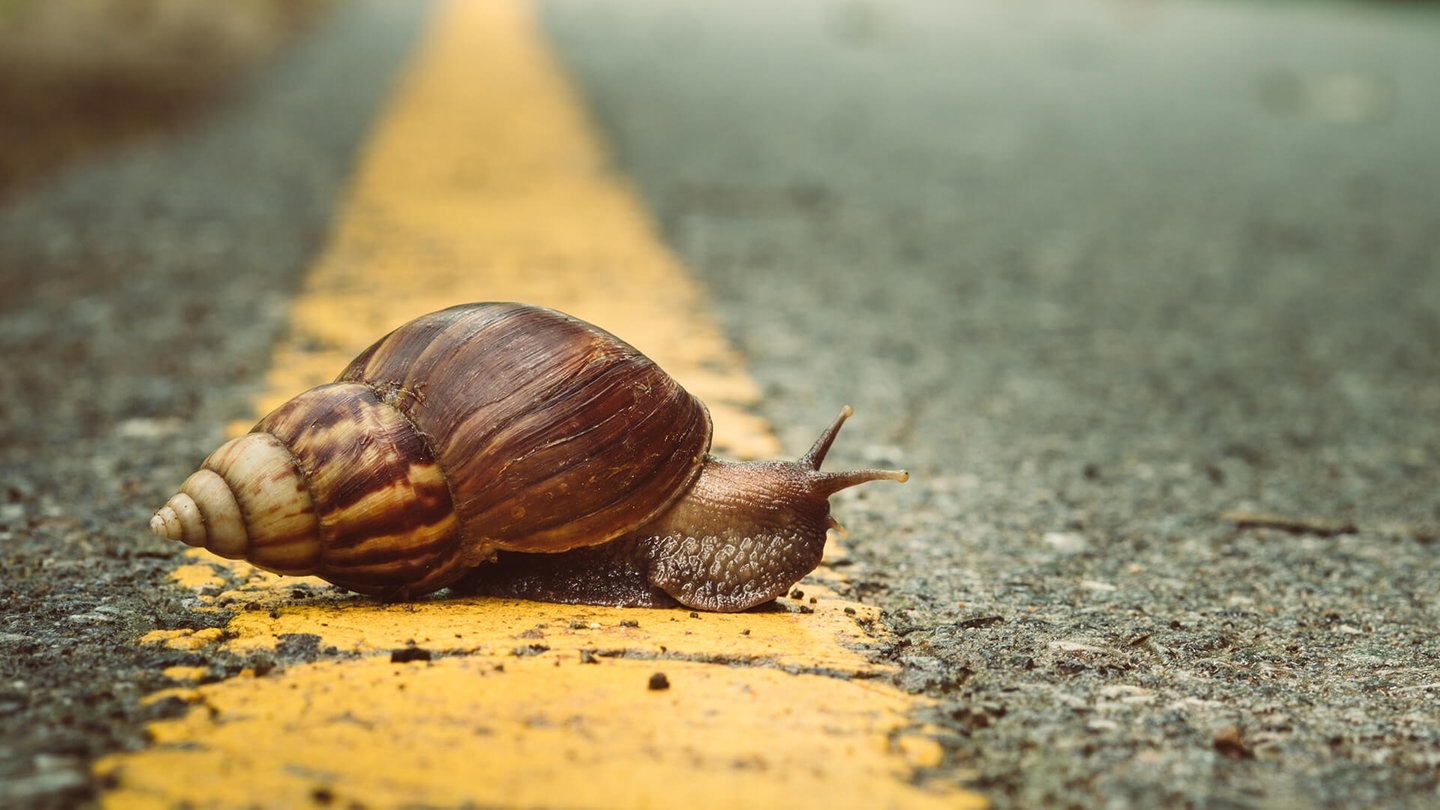 Foto: Adobe Stock/iphotothailand Schnecke schleicht über die Straße (Foto: Adobe Stock/iphotothailand)