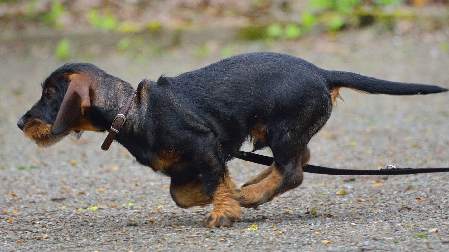 Hund entlaufen - Was tun? Die besten Tipps vom Profi (Foto: imago /xblickwinkel/D.xMaehrmannx)