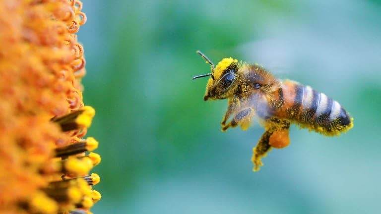 Eine Biene sammelt Nektar (Foto: dpa/picture-alliance)