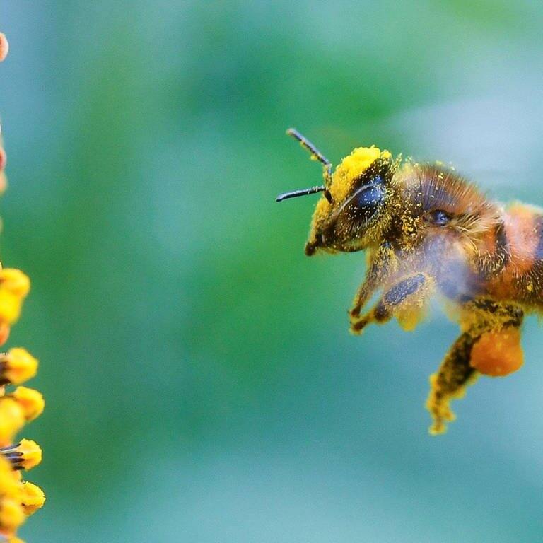Eine Biene sammelt Nektar (Foto: dpa/picture-alliance)