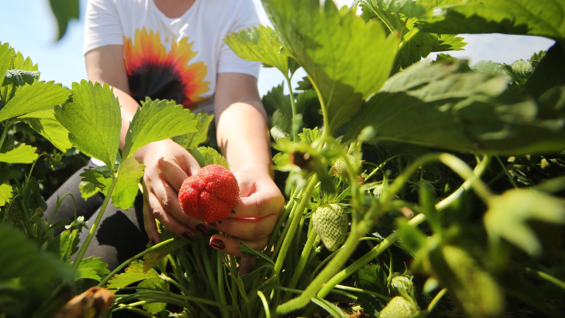 Erdbeeren auf dem Balkon (Foto: dpa Bildfunk, Picture Alliance)