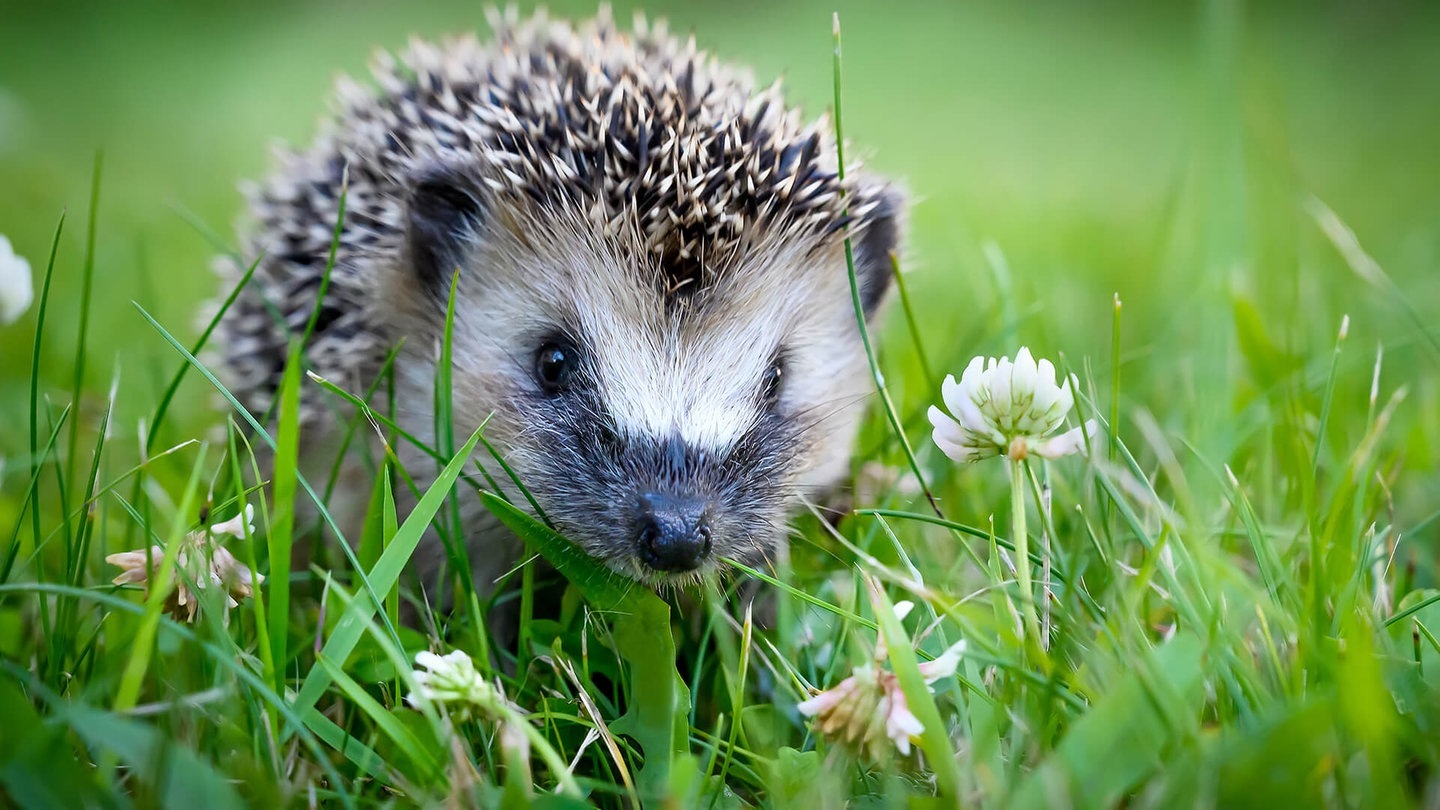 Igel im Gras (Foto: Adobe Stock/interpas)
