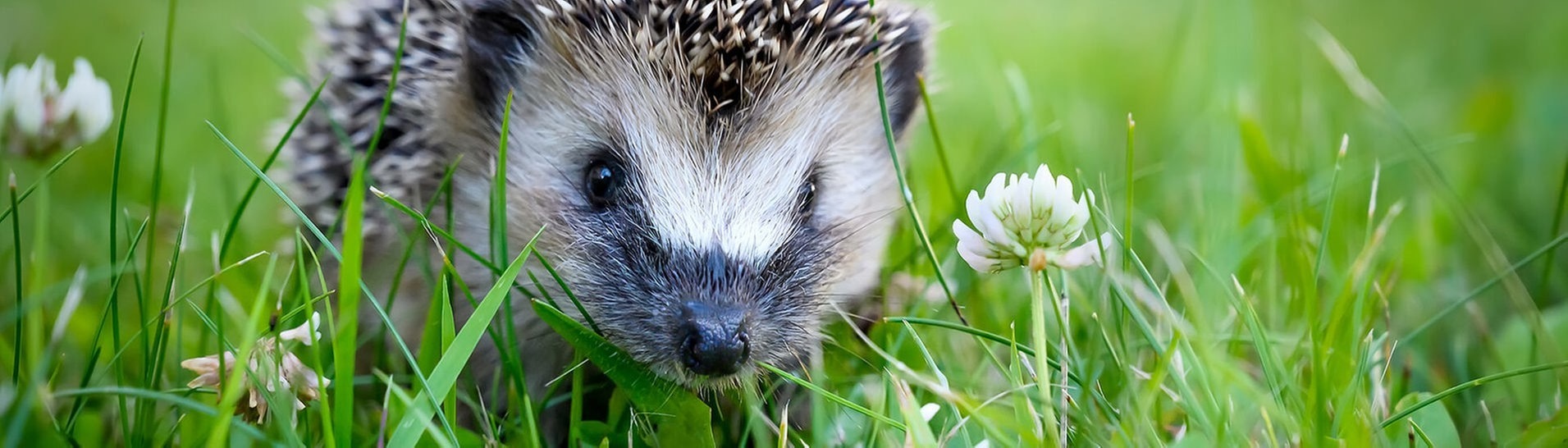 Igel im Gras (Foto: Adobe Stock/interpas)
