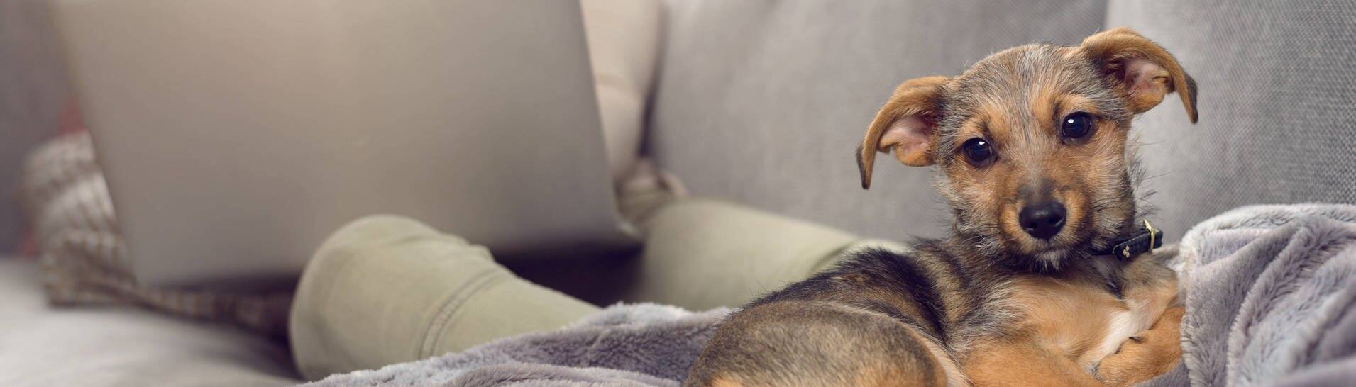Hund anschaffen während Corona (Foto: IMAGO, imago images / Shotshop)