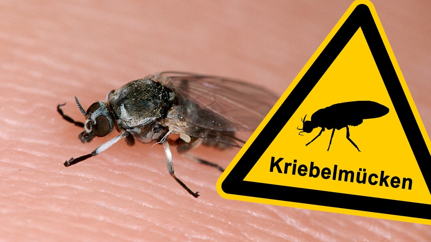Die Kriebelmücke ist unterwegs - Warnschild (Foto: picture-alliance / Reportdienste, picture alliance/WILDLIFE, Adobe Stock/fotohansel)