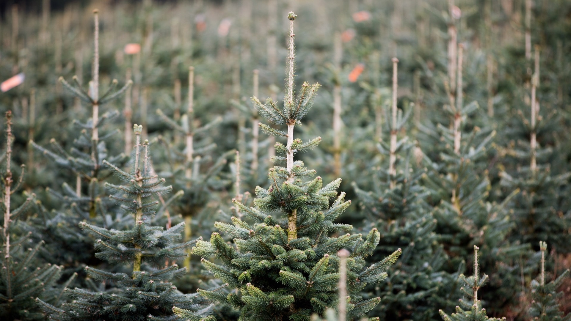 Foto: dpa Bildfunk, picture alliance/dpa | Rolf Vennenbernd Zukünftige Weihnachtsbäume stehen auf einer Plantage im Sauerland. (Foto: dpa Bildfunk, picture alliance/dpa | Rolf Vennenbernd)