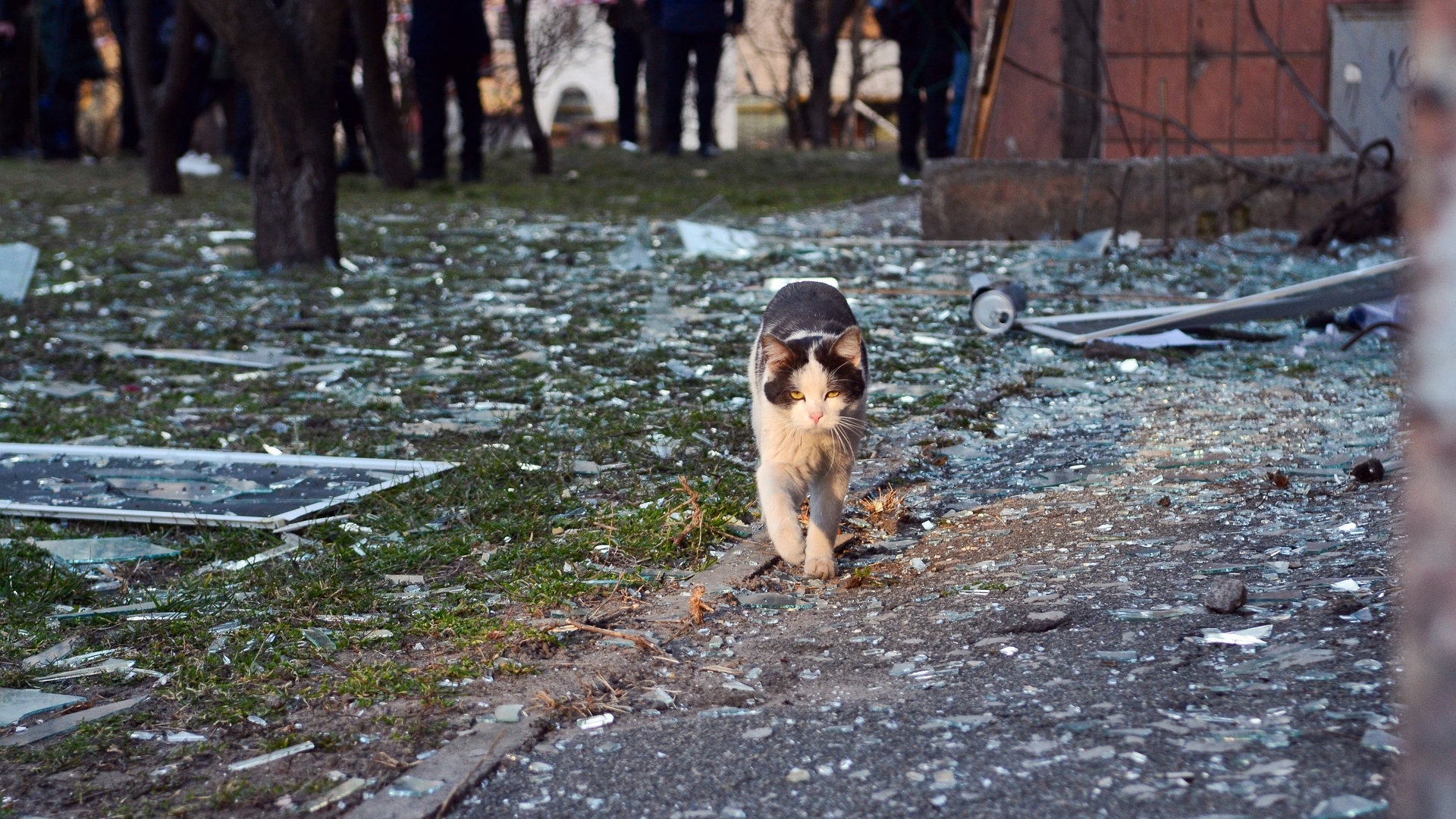 Foto: IMAGO, Ukrinform Tierrettung Ukraine (Foto: IMAGO, Ukrinform)