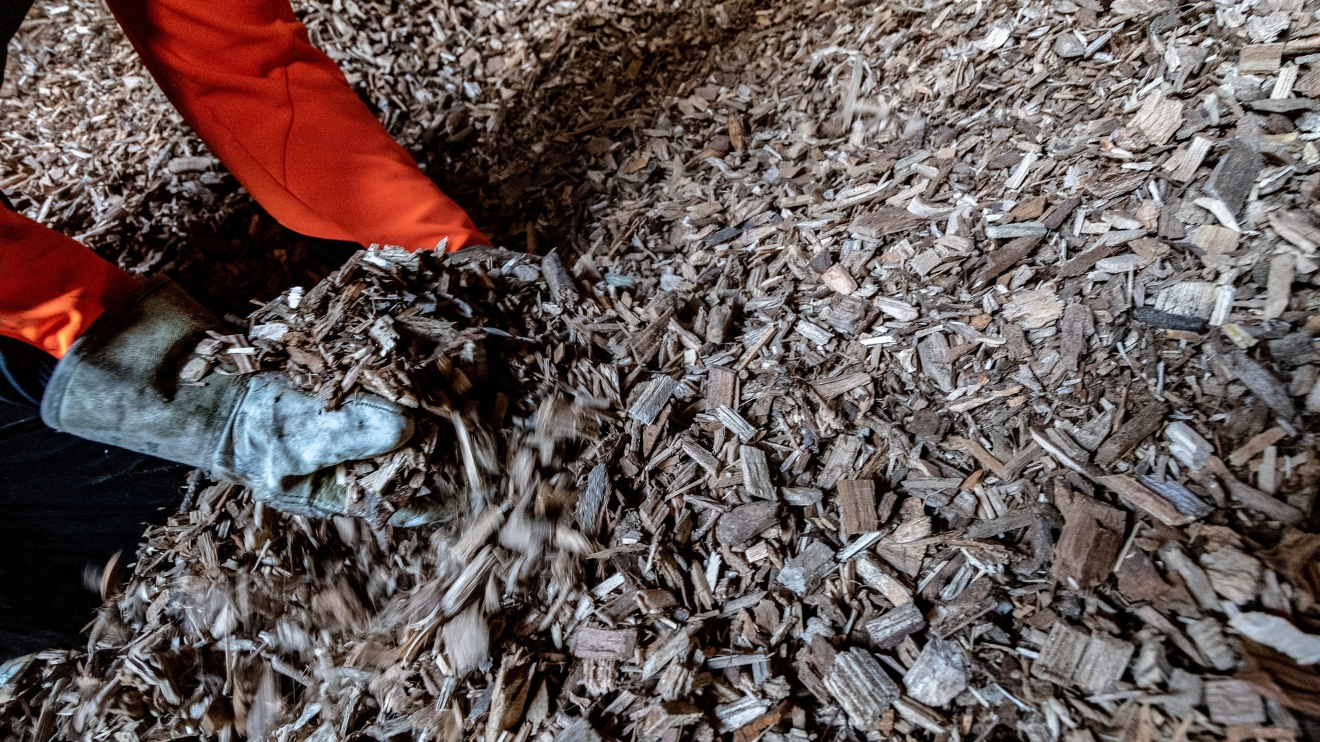 Foto: dpa Bildfunk, picture alliance/dpa | Armin Weigel Während Plastik-Weihnachtsbäume im Restmüll landen, kann aus echten Tannenbäumen Kompost oder wie hier Hackschnitzel zum Heitzen hergestellt werden. (Foto: dpa Bildfunk, picture alliance/dpa | Armin Weigel)