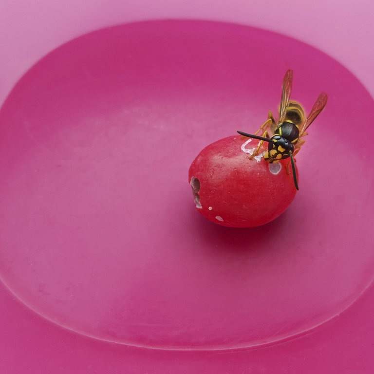 Was Wespen nicht mögen: Mit diesen 5 Tipps wirst du sie los! (Foto: dpa Bildfunk, picture alliance / blickwinkel/fotototo | fotototo)