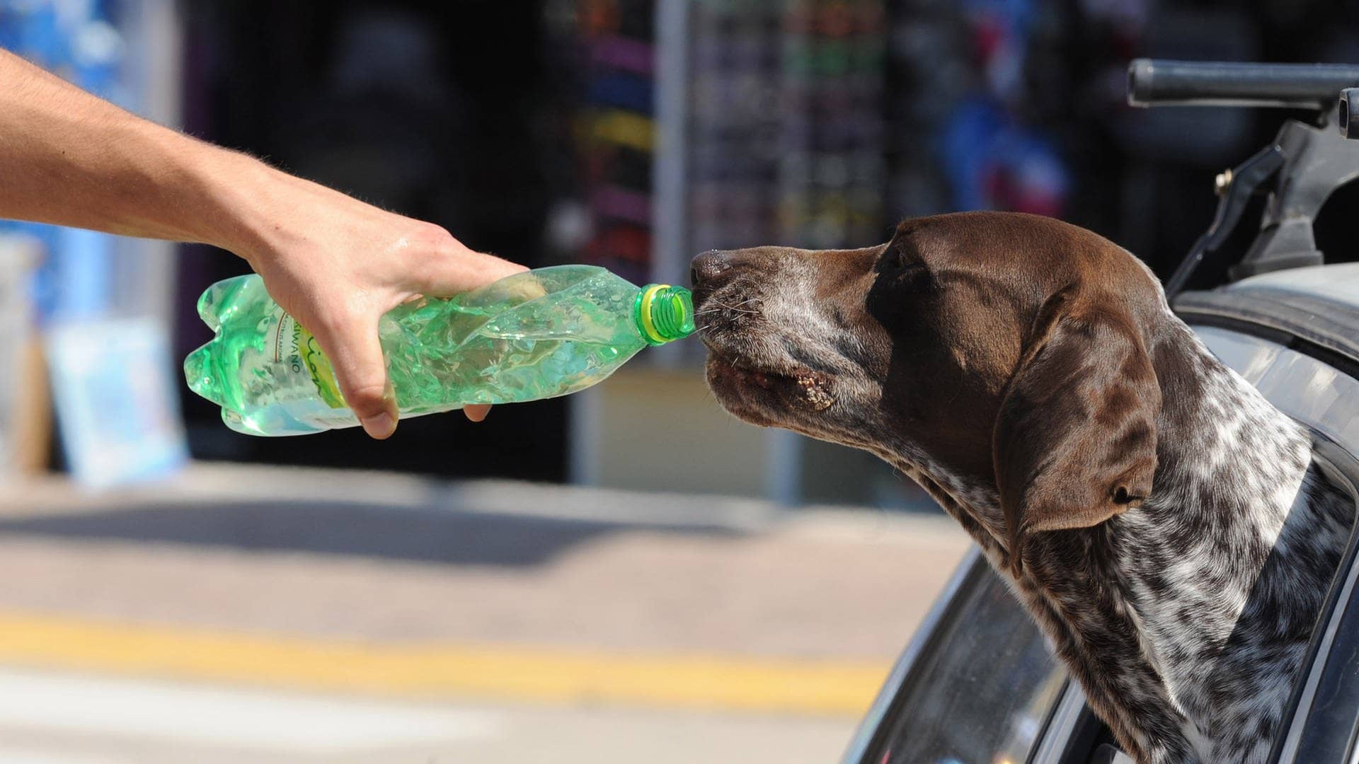 Hund im Auto trinkt Wasser aus einer Flasche (Foto: picture-alliance / Reportdienste, Hrvoje Jelavic/PIXSELL)