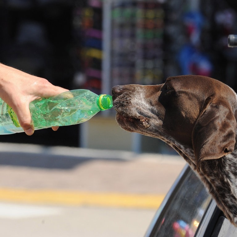 Hund im Auto trinkt Wasser aus einer Flasche (Foto: picture-alliance / Reportdienste, Hrvoje Jelavic/PIXSELL)