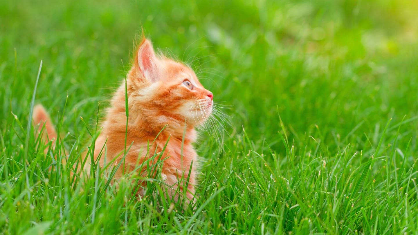 Katzen vertreiben: Was wirklich gegen die Nachbarskatze hilft!