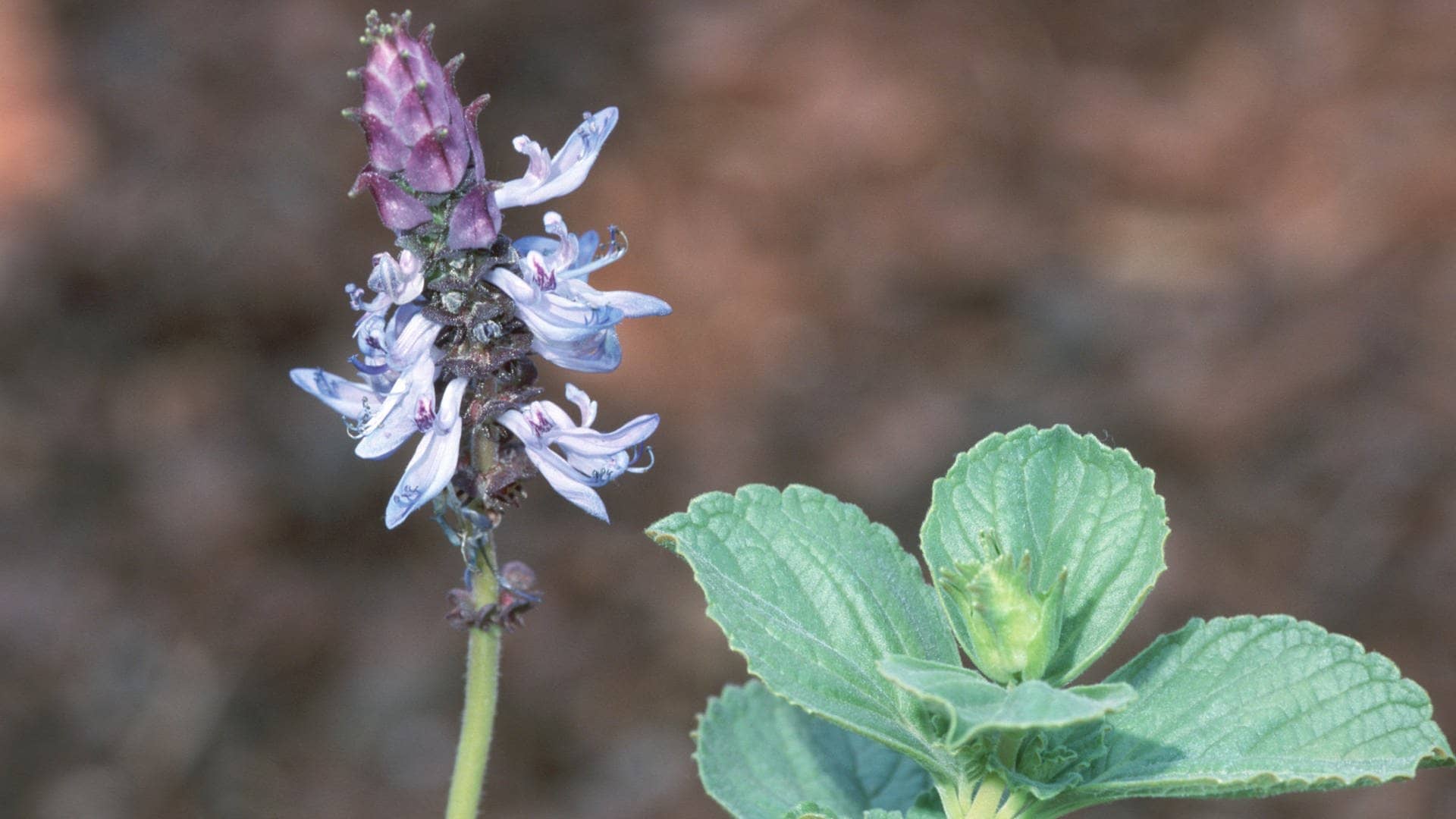 Plectranthus caninus  Verpiss-Dich-Pflanze (Foto: picture-alliance / Reportdienste, picture alliance / WILDLIFE | WILDLIFE/D.Harms)
